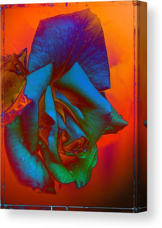 Colorful Canvas Print featuring the photograph Afternoon English Rose by Thom Zehrfeld