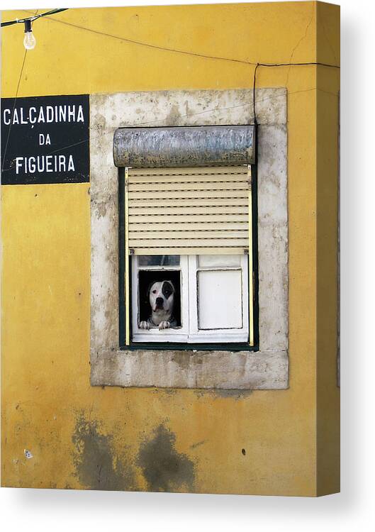 Alfama Canvas Print featuring the photograph Alfama Dog in Window - Calcadinha da Figueira by Menega Sabidussi