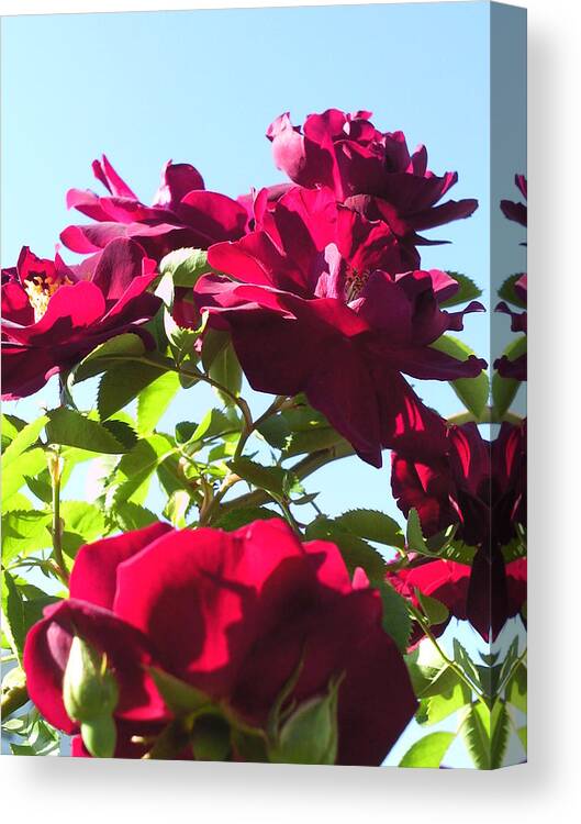 All About Roses And Blue Skies Iii Photograph Photography Canvas Print featuring the photograph All About Roses and Blue Skies III by Daniel Henning