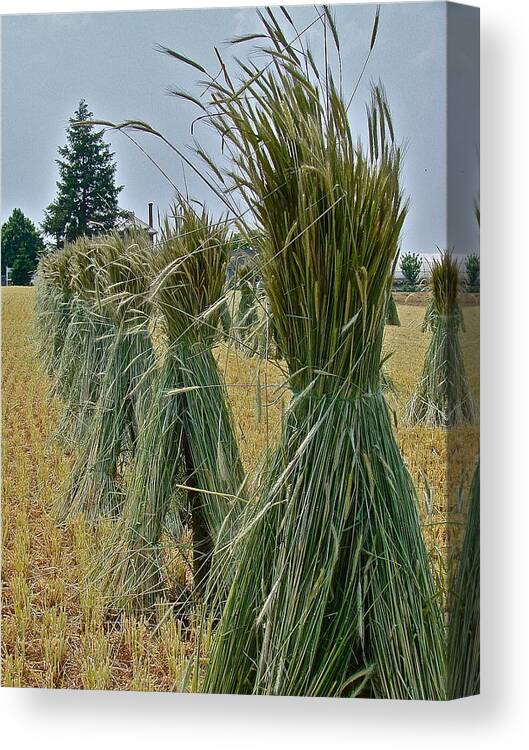 Harvest Canvas Print featuring the photograph Amish Harvest by Diana Hatcher