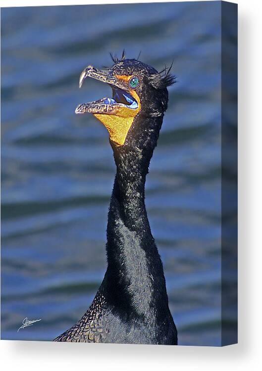 Nature Canvas Print featuring the photograph Angry Cormorant by Phil Jensen