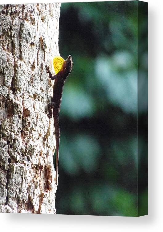 Anole Canvas Print featuring the photograph Anole 006 by Christopher Mercer