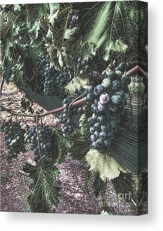 Arrington Vineyards Canvas Print featuring the photograph Arrington Vineyards Splendor by Luther Fine Art