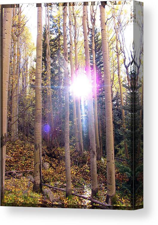 Aspen Trees Canvas Print featuring the photograph Aspen Sunstar by Feather Redfox