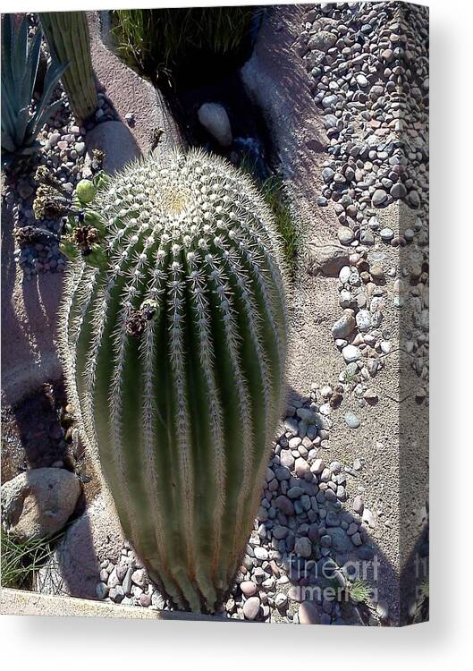 Cactus Canvas Print featuring the photograph At the top by Pamela Henry