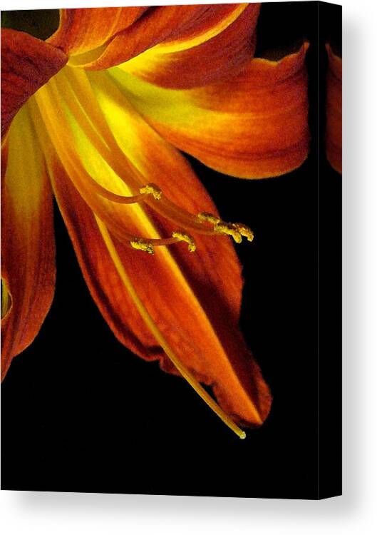 Red Canvas Print featuring the photograph August Flame Glory Watercolor by Carolyn Jacob