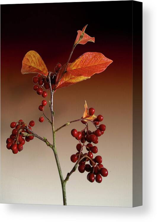 Leafs Canvas Print featuring the photograph Autumn leafs and red berries by David French