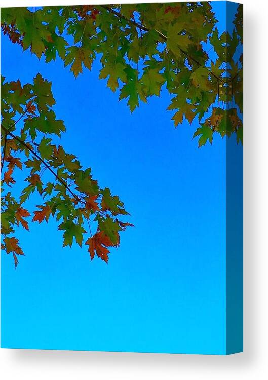 Autumn Canvas Print featuring the photograph Autumn Leaves by Lisa Pearlman