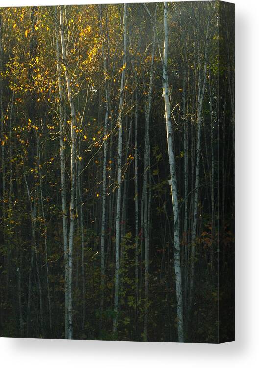 Autumn Light Canvas Print featuring the photograph Autumn Light by Bill Tomsa