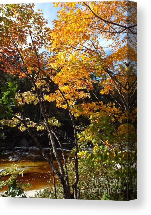 Autumn Canvas Print featuring the photograph Autumn River by Barbara Von Pagel