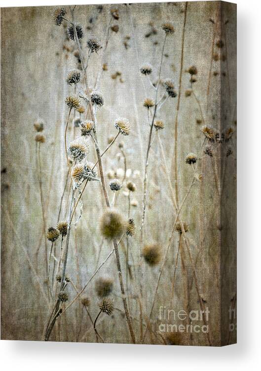 Seed Heads Canvas Print featuring the photograph Autumn Seed Heads by Tamara Becker