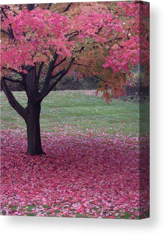 Cleveland Canvas Print featuring the photograph Autumn by Stewart Helberg