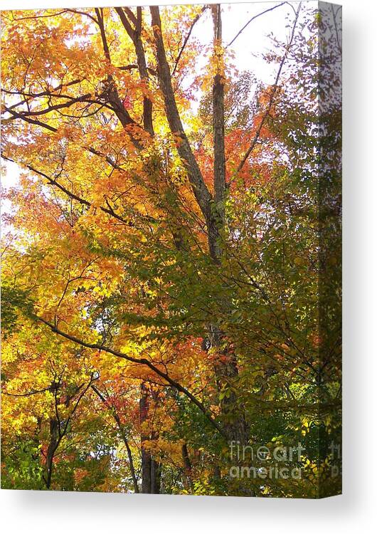 Autumn Canvas Print featuring the photograph Autumn's Gold - Photograph by Jackie Mueller-Jones
