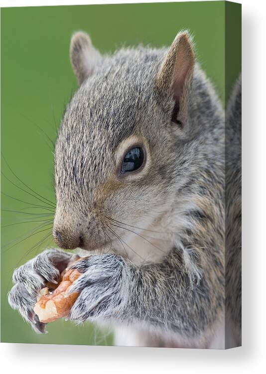 Gray Squirrel Canvas Print featuring the photograph Baby Gray Squirrel Duels with a Nut by Jim Zablotny