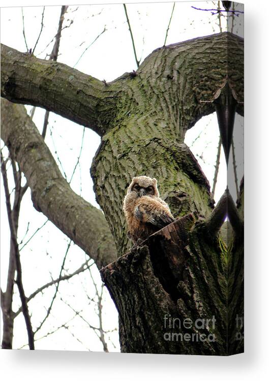 Great Horned Owl Canvas Print featuring the photograph Baby Hooter - 2 by David Bearden