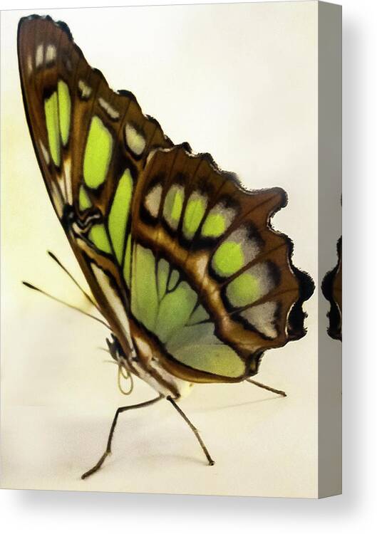 Bamboo Page Butterfly Canvas Print featuring the photograph Bamboo Page Butterfly by Winnie Chrzanowski