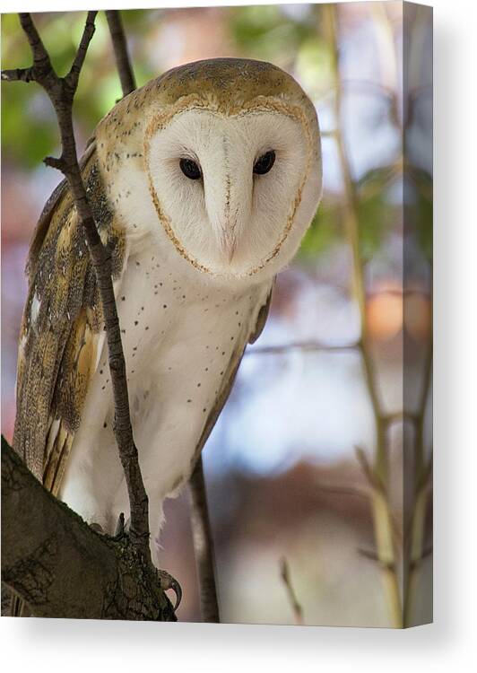 Bird Canvas Print featuring the photograph Barn Owl by Karen Smale