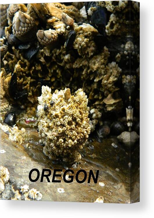 Worms Canvas Print featuring the photograph Barnacle With Worm by Gallery Of Hope 