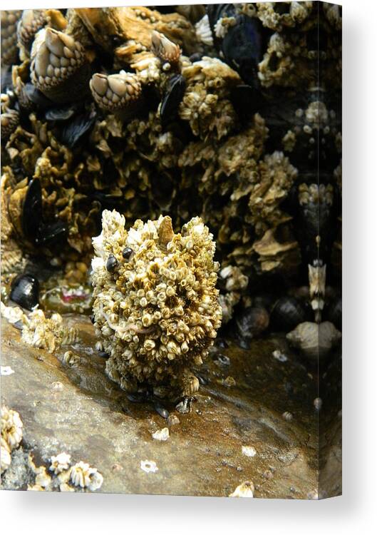 Barnacles Canvas Print featuring the photograph Barnacle Worm Two by Gallery Of Hope 