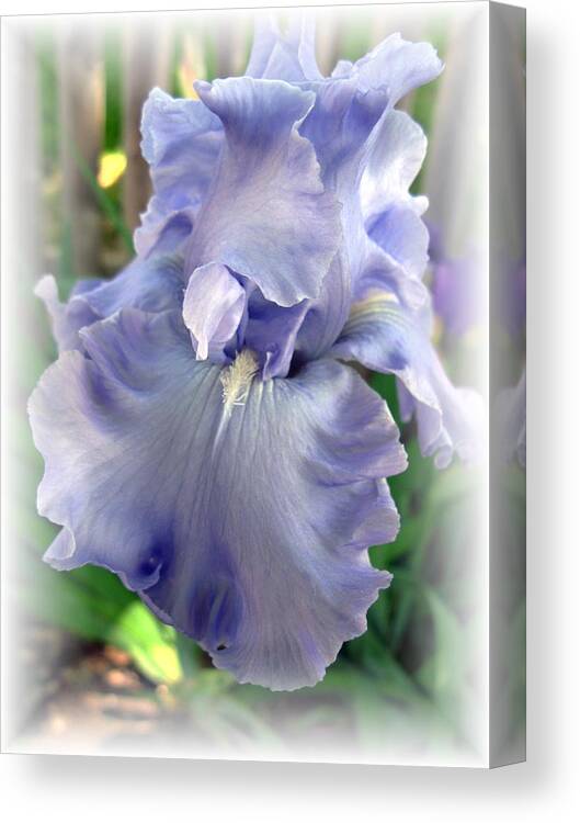 Iris Canvas Print featuring the photograph Beauty by Carol Sweetwood