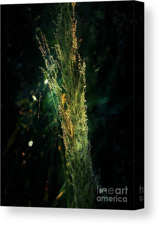 Beauty In The Dark Canvas Print featuring the photograph Beauty in the Dark by Maria Urso