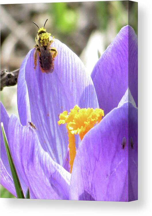 Bee Canvas Print featuring the photograph Bee Pollen by Azthet Photography