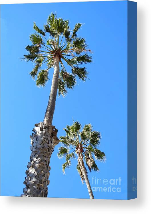 Palm Trees Canvas Print featuring the photograph Beverly Hills Palms by Beth Myer Photography