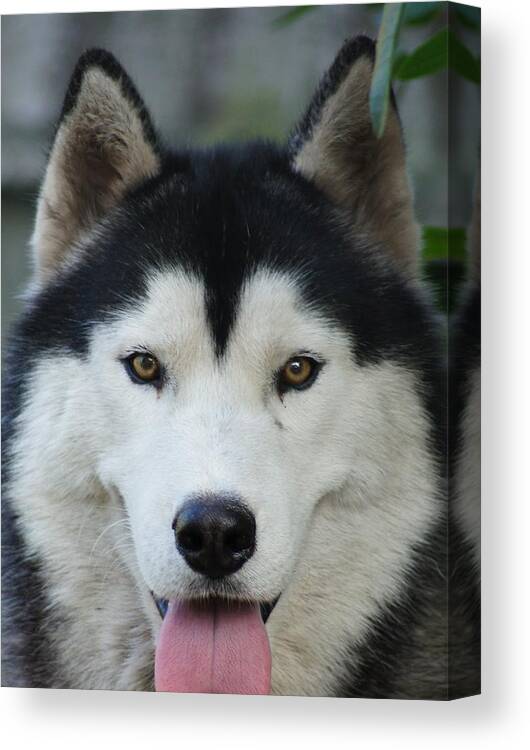 Siberian Husky Canvas Print featuring the photograph Big Boi by Lynda Dawson-Youngclaus