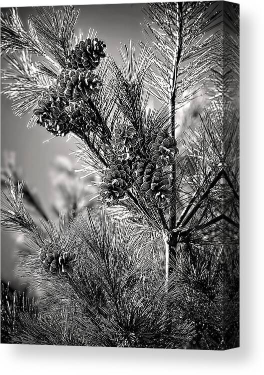 Black And White Pine Tree Print Canvas Print featuring the photograph Black and White Pine Print by Gwen Gibson