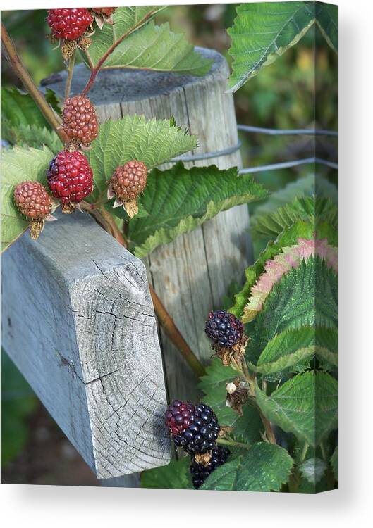Post Canvas Print featuring the photograph Black Berries by Gene Ritchhart