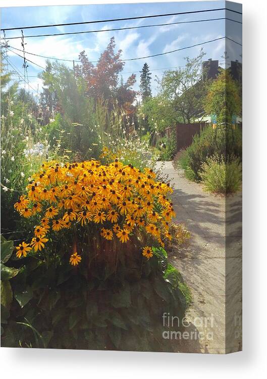 Seattle Canvas Print featuring the photograph Black eyed susan in the sun by LeLa Becker