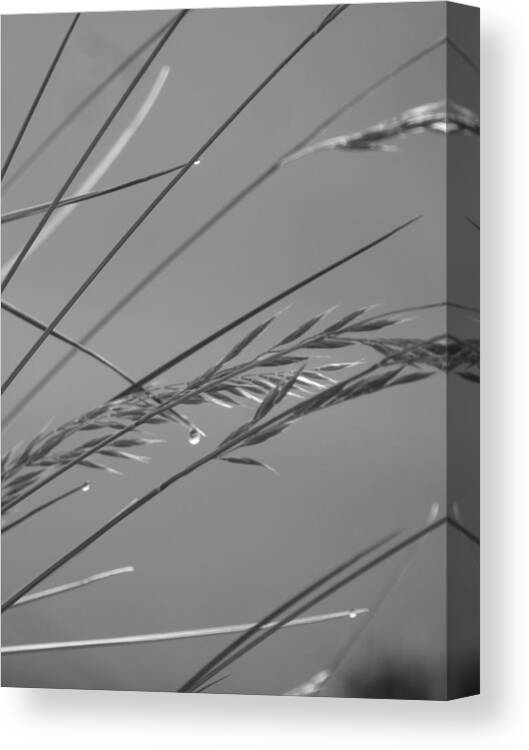 Monochrome Canvas Print featuring the photograph Blades of Gray by Leon DeVose