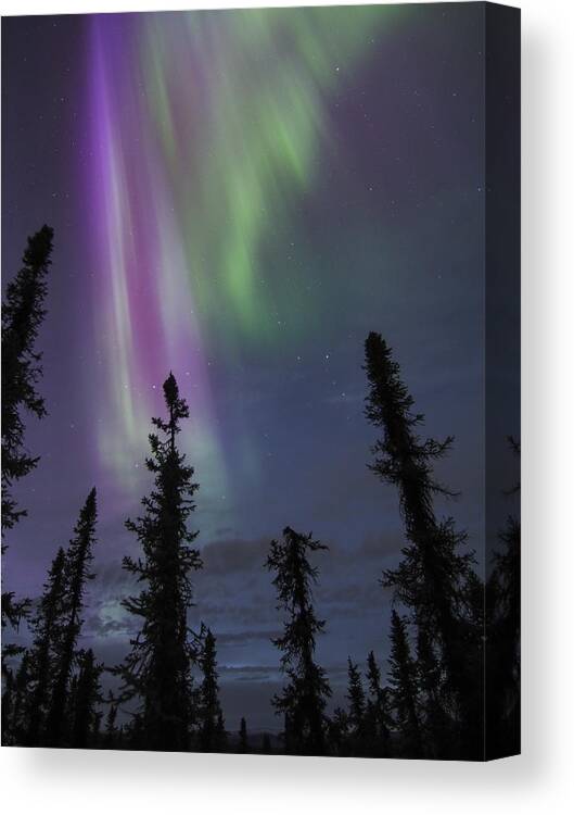 Aurora Borealis Canvas Print featuring the photograph Blended with Green by Ian Johnson
