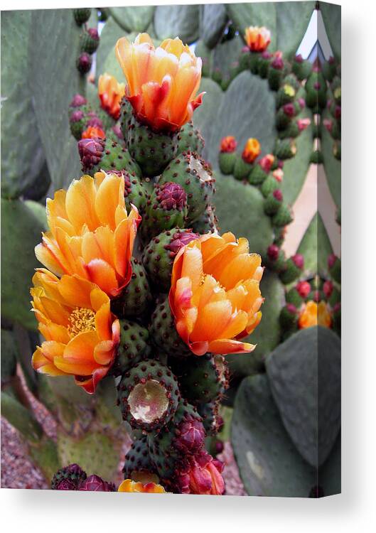 Cactus Canvas Print featuring the photograph Blooming Cactus by Harvie Brown
