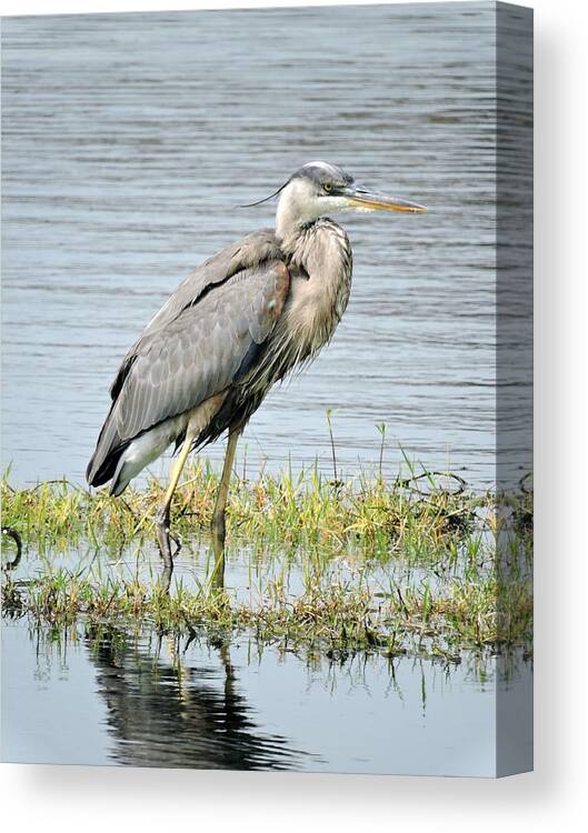 Pond Canvas Print featuring the photograph Blue Heron by William Albanese Sr