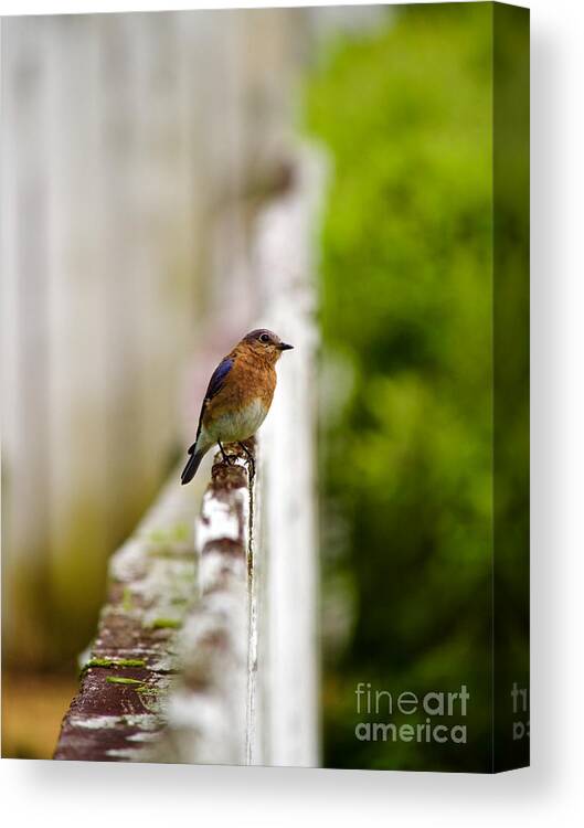 Eastern Bluebird Canvas Print featuring the photograph Bluebird Listening by Rachel Morrison