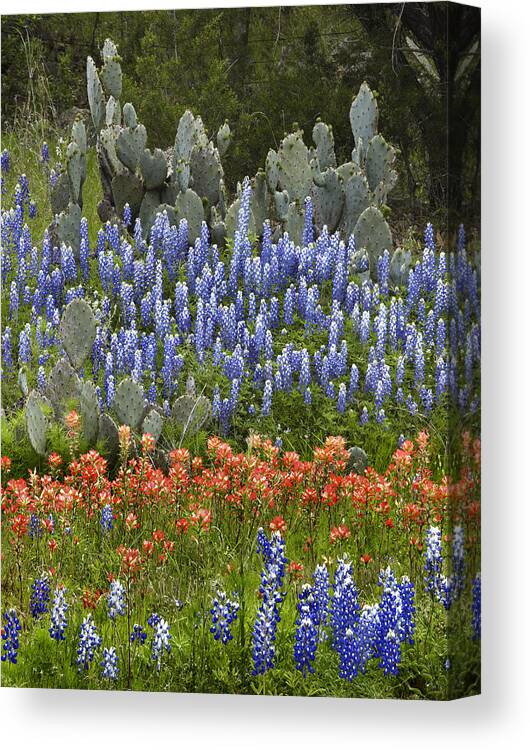 Mp Canvas Print featuring the photograph Bluebonnet Paintbrush and Prickly Pear by Tim Fitzharris