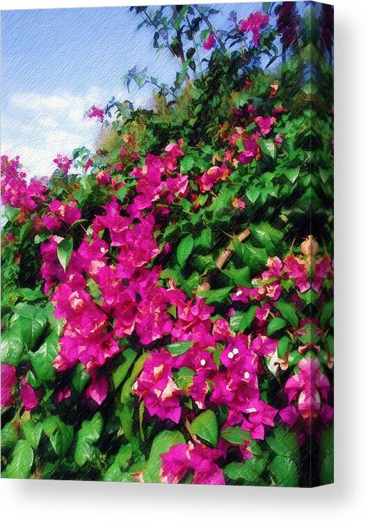 Bougainvillea Canvas Print featuring the photograph Bougainvillea by Sandy MacGowan