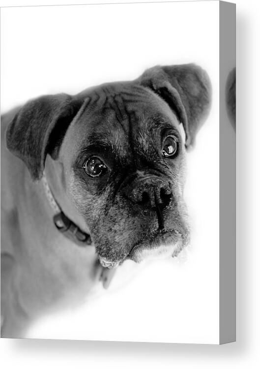 Boxer Canvas Print featuring the photograph Boxer Dog by Marilyn Hunt