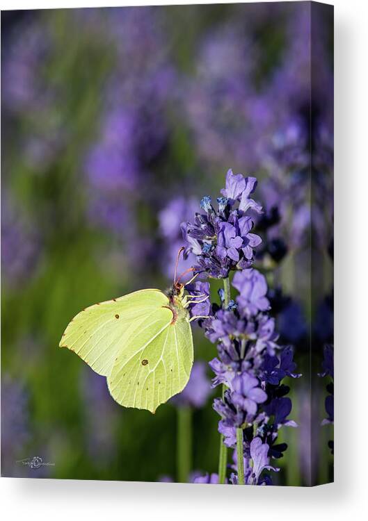 Brimstone Canvas Print featuring the photograph Brimstone butterfly and the lavender by Torbjorn Swenelius