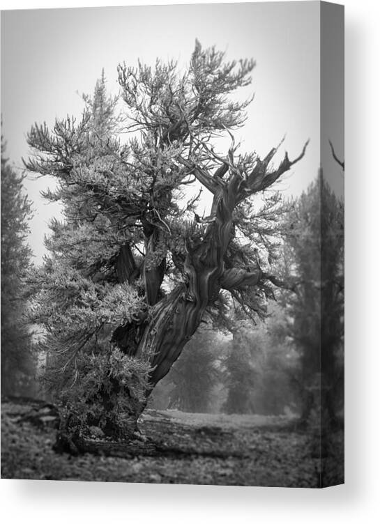 Bristlecone Canvas Print featuring the photograph Bristlecone Beauty by Dusty Wynne
