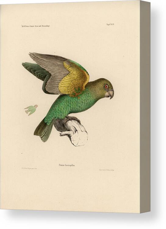 Brown-headed Parrot Canvas Print featuring the drawing Brown-headed Parrot, Piocephalus cryptoxanthus by J D L Franz Wagner