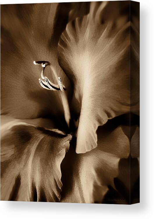 Gladiola Canvas Print featuring the photograph Brown Velvet Gladiolus Flower by Jennie Marie Schell