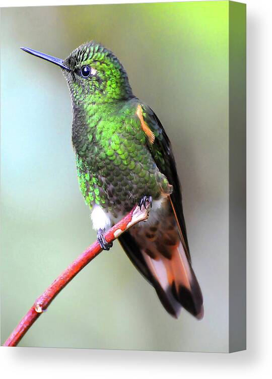 Buff Canvas Print featuring the photograph Buff Hummingbird by Ted Keller