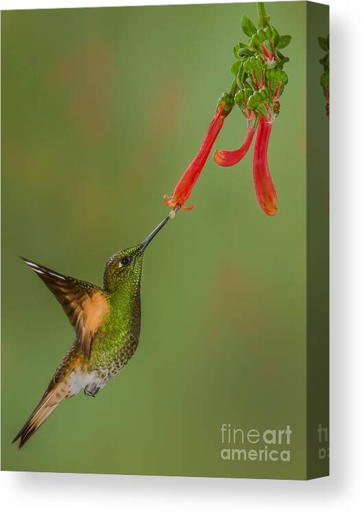 Andes Canvas Print featuring the photograph Buff-tail Coronet feeding from Trumpet Honeysuckle by Jerry Fornarotto