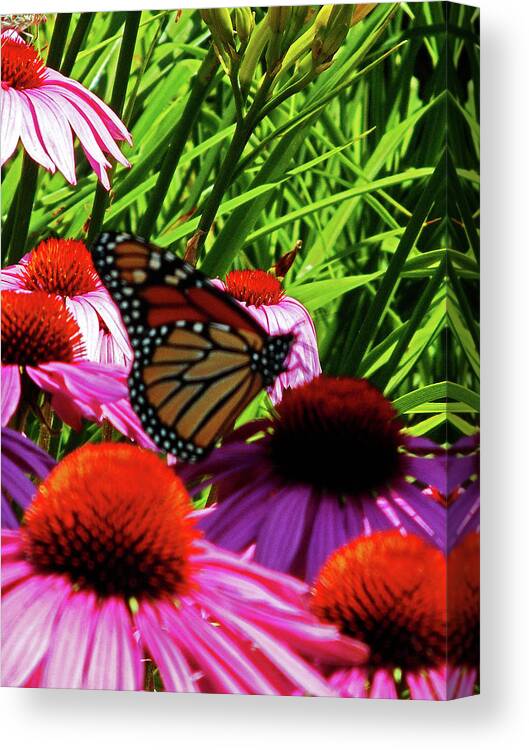 Butterfly Canvas Print featuring the photograph Butterfly 1 by Ron Kandt