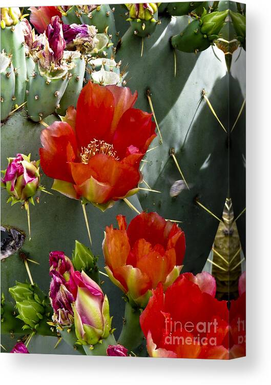 Arizona Canvas Print featuring the photograph Cactus Blossom by Kathy McClure