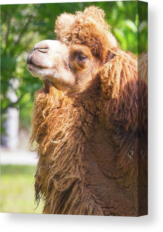 Camel Canvas Print featuring the photograph Camel by Dart Humeston