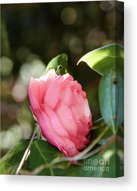 Closeup Canvas Print featuring the photograph Camellia 4 by Andrea Anderegg