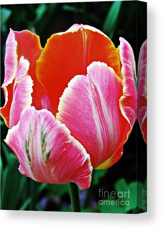 Tulip Canvas Print featuring the photograph Candy Pink Tulip by Sarah Loft